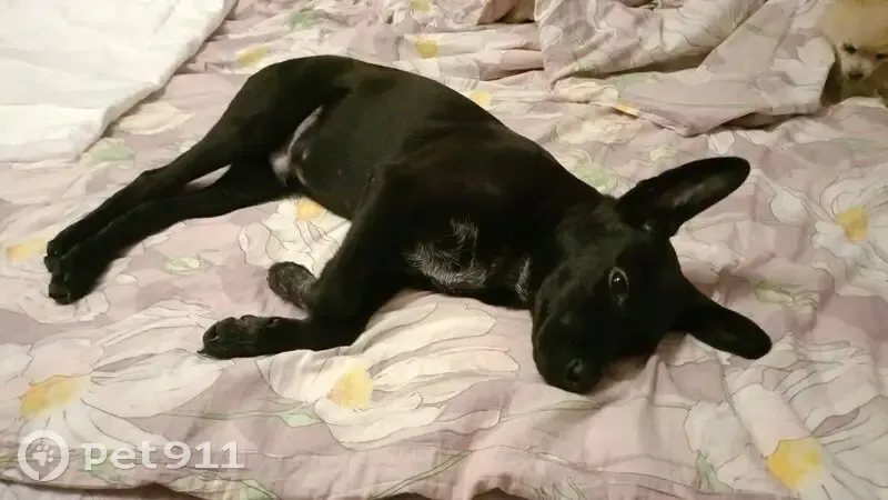 Найдена собака на проспекте 60 лет СССР - photo