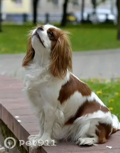 Пропала собака в Иванцево, Семёновское - photo