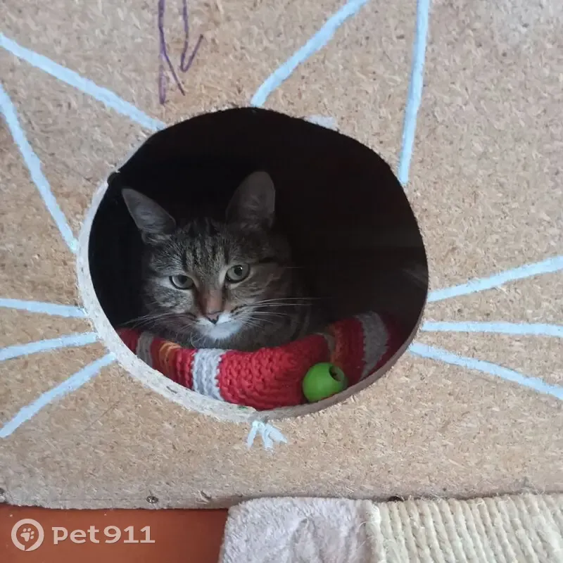 Пропала кошка, ул. Луначарского, 30А - photo