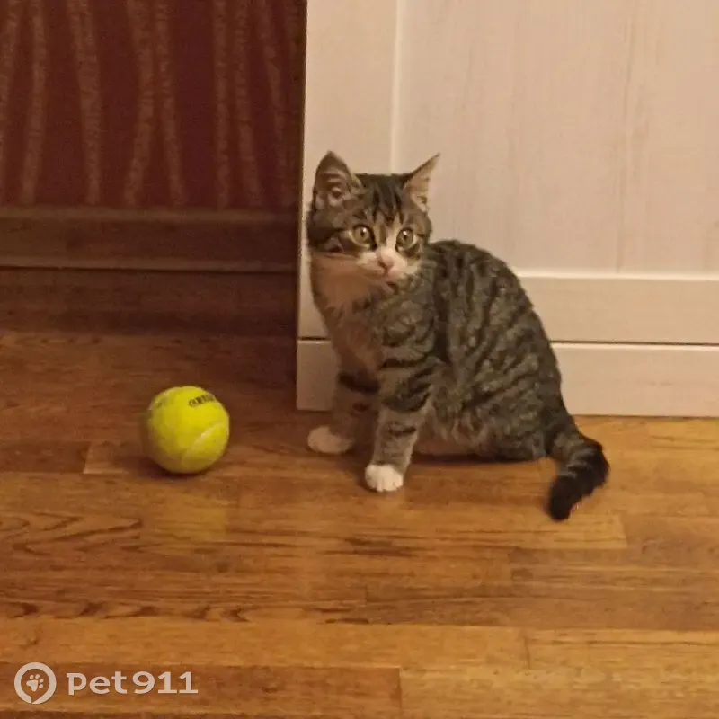 Пропала кошка, А-229, Калининградская обл. - photo