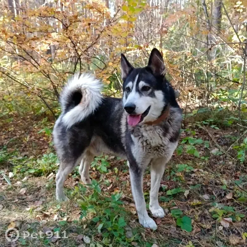 Пропала хаски Макс, Измайловская 40, Челябинск - photo