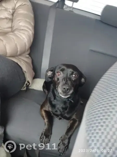 Пропала собака, Благодатная ул. 13, Елабуга - photo