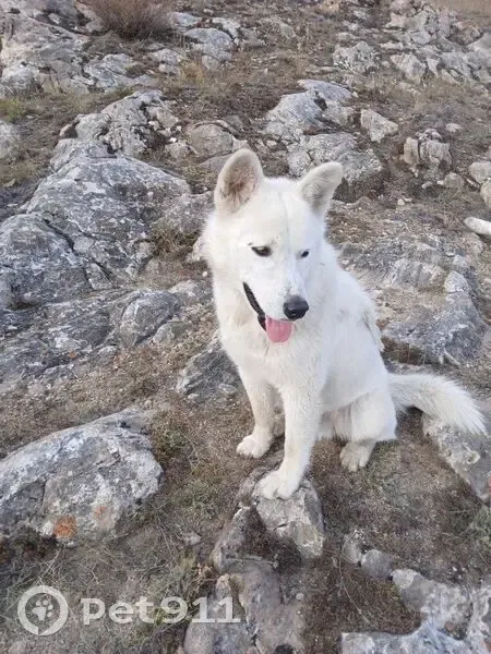 Пропала собака в мкр. Лесной, Иркутск - photo