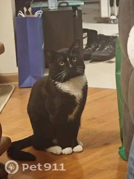 Пропал кот, Парковая ул., 20, Лесной - photo