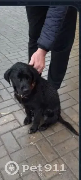 Пропала собака, ул. Дружбы, Саратов - photo