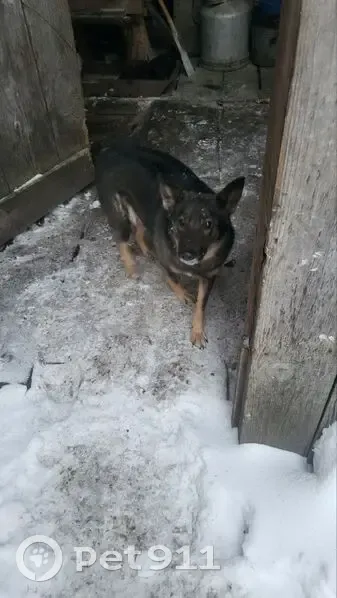Пропала собака, Боготол, Красноярский край - photo