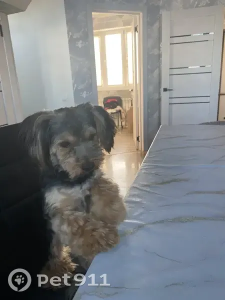 Пропала собака, Магистральное с/п, Омск - photo