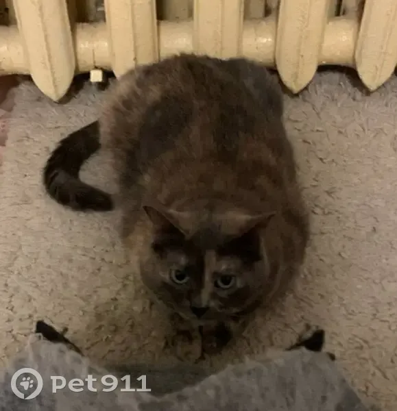 Пропала кошка, ул. Ленина 74, Ставрополь - photo