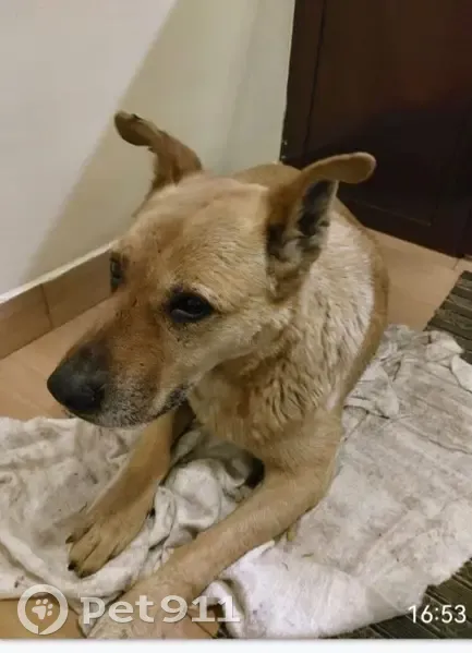 Пропала собака в центре Богородска - photo