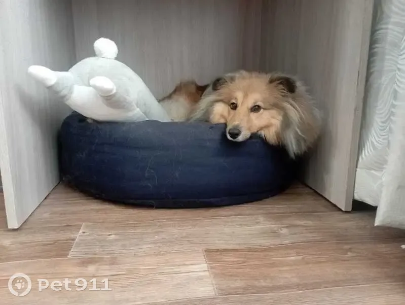 Шелти пропала, Парковый пр., 48, Пермь - photo