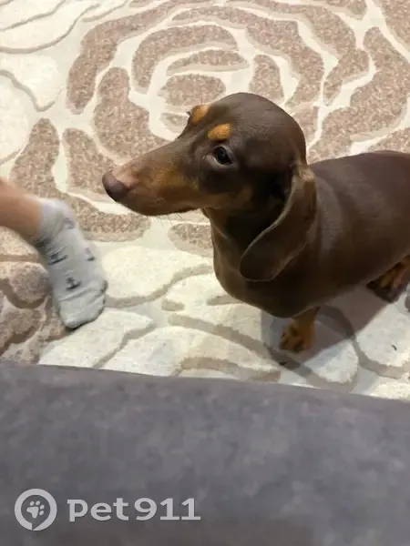 Пропала собака, Карагайлинский, Кемерово - photo