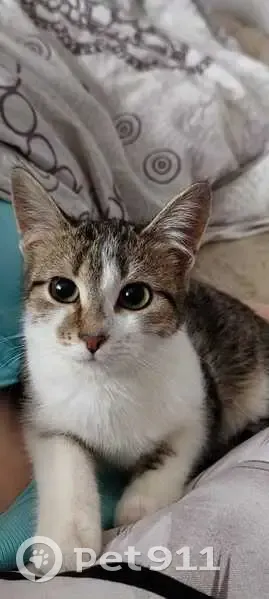 Пропала кошка, Спас-Клепики, ул. Московская, 25А - photo