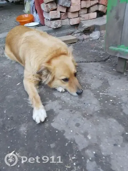 Пропала собака, Ленинская ул., Самара - photo