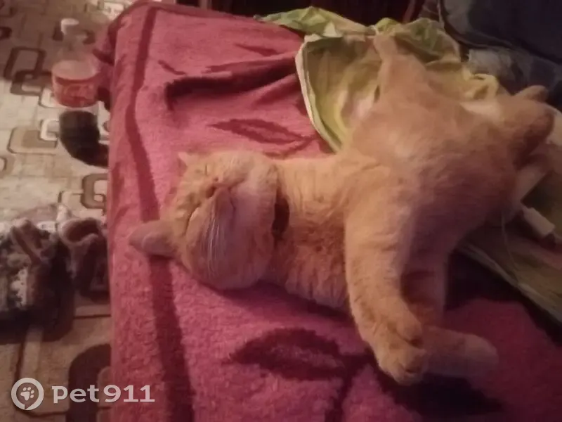 Пропала рыжая кошка, ул. Дружбы, 5 - photo