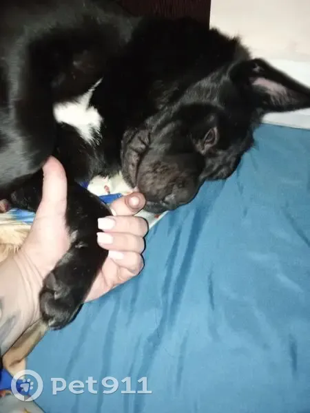 Пропала собака на Печёрского, 11, Ростов - photo