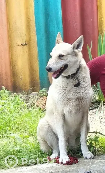 Пропала собака, ул. 50 лет Октября, 31 - photo