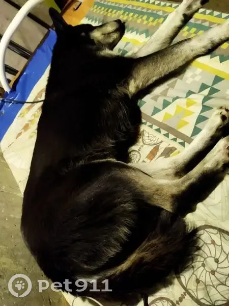 Пропала собака, ул. Барбюса, 80, Чел. - photo