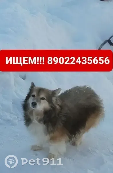 Пропала собака на Ладожской, 24, Иваново - photo