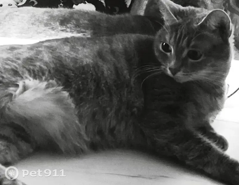 Пропала кошка, Высокая ул. 2, Павлово - photo