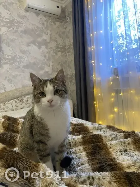 Пропала кошка, Луговая ул., Кабардинка - photo