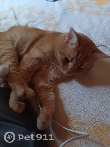 Пропала кошка, Добрая ул. 71, Гостилицы - photo