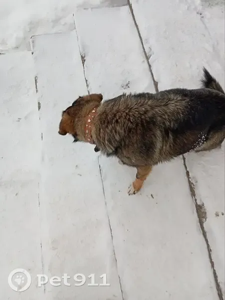 Пропала собака, Уфа, Башкортостан - photo