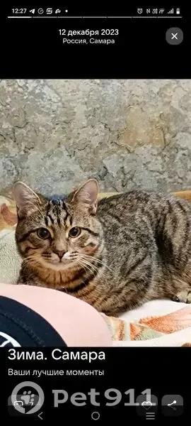 Пропала кошка, ул. Гагарина, 155, Самара - photo