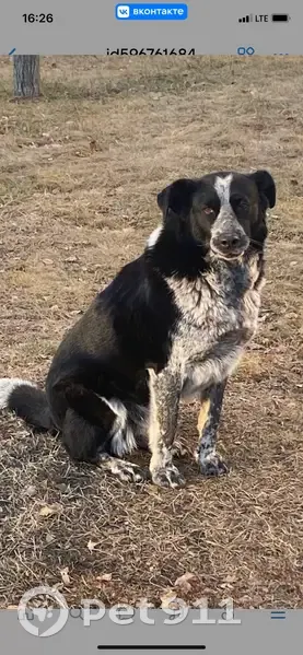 Пропала собака, Комсомольский пр. 4, Чел. - photo