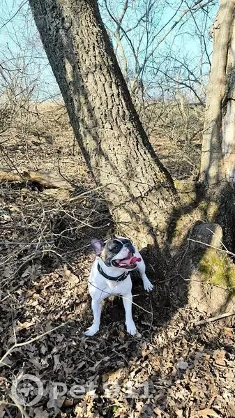 Пропала собака, Бундин, Астраханская обл. - photo