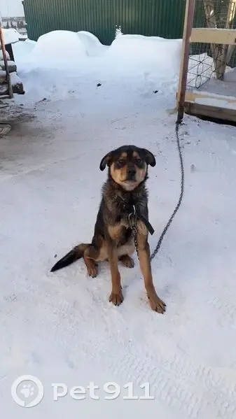 Пропала собака, ул. Максима Горького, Краснокамск - photo