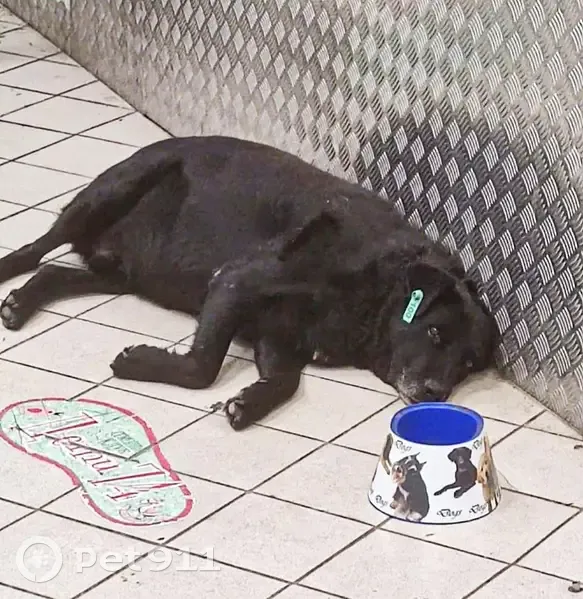 Пропала собака на Ржевской 1б, Челябинск - photo