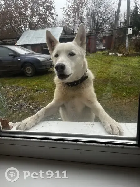 Пропала собака, Лесная 27, Арзамас - photo