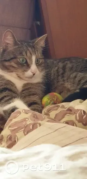 Пропала кошка, Юбилейная 1, Новосельцы - photo