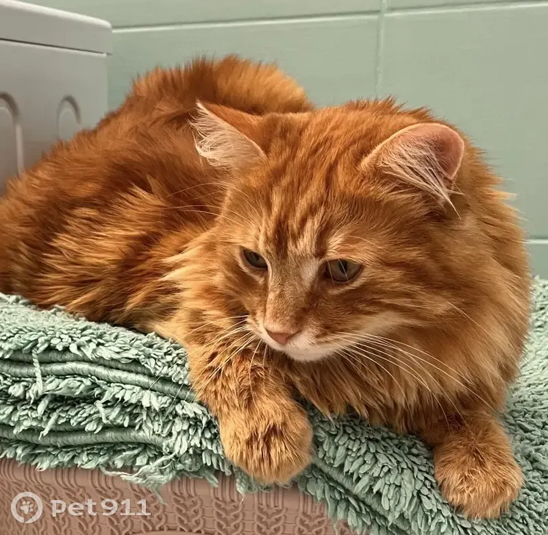 Пропала рыжая кошка, 5-я Залповая, Ростов - photo