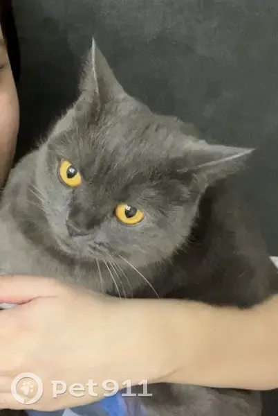 Пропала кошка, Промышленная 2, Братск - photo