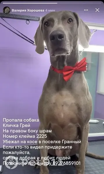 Пропала собака, Воскресенка, Самарская обл. - photo