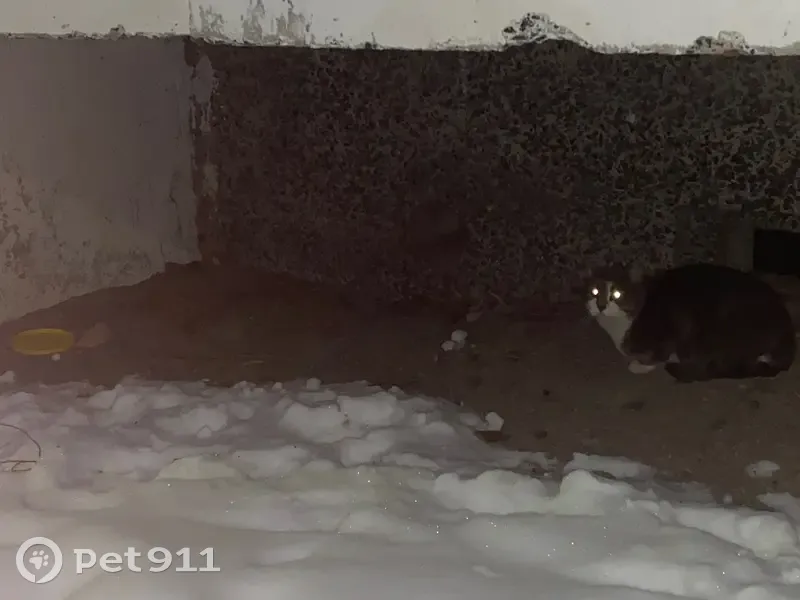 Кошка под балконом, б-р Интернационалистов - photo