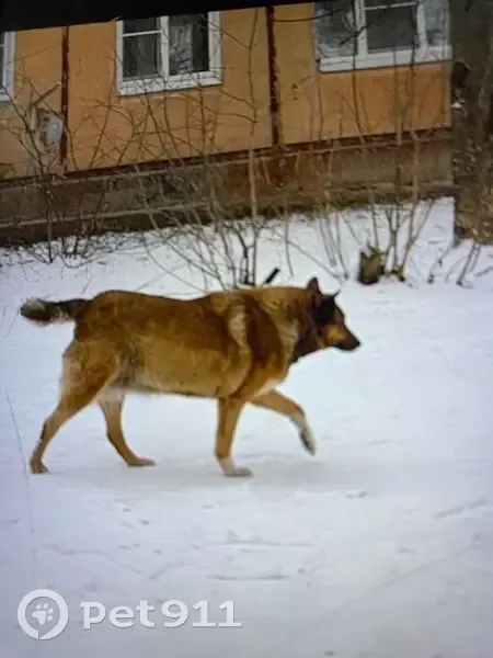Пропала собака, ул. Маршала Жукова, 48 - photo