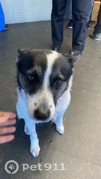 Пропала собака, А-121 Карелия - photo