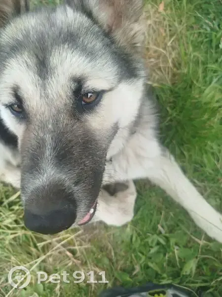 Пропала собака в СНТ Лира, Калининградская обл. - photo