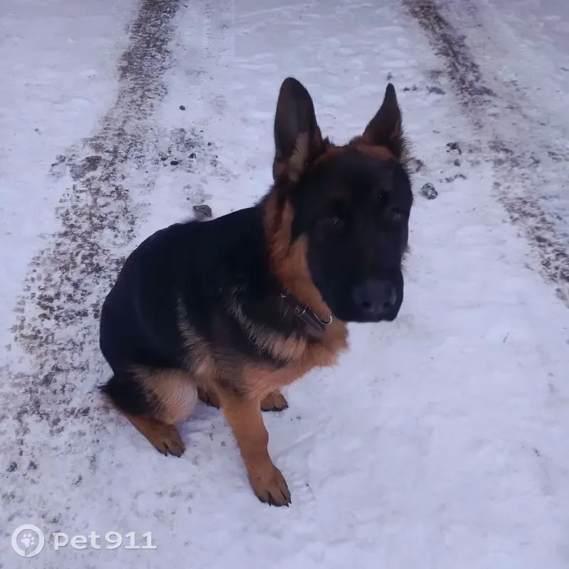 Пропала собака, Копыловское с.п., Томск - photo