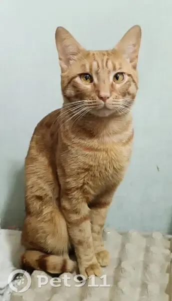 Пропала кошка, Юбилейная 11к1, Балашиха - photo