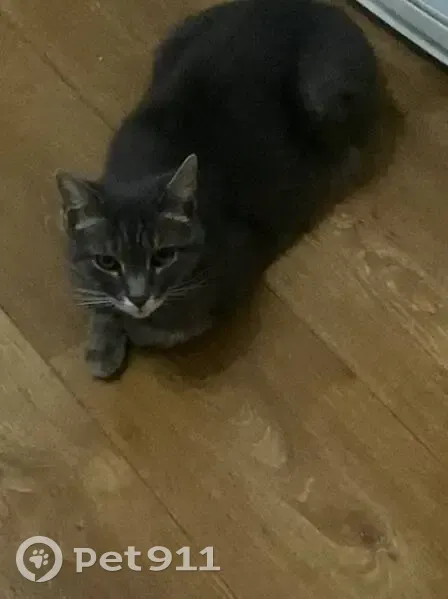 Пропала кошка, кв 13, Элиста - photo