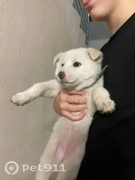 Пропала собака, Волгоград, обл. - photo