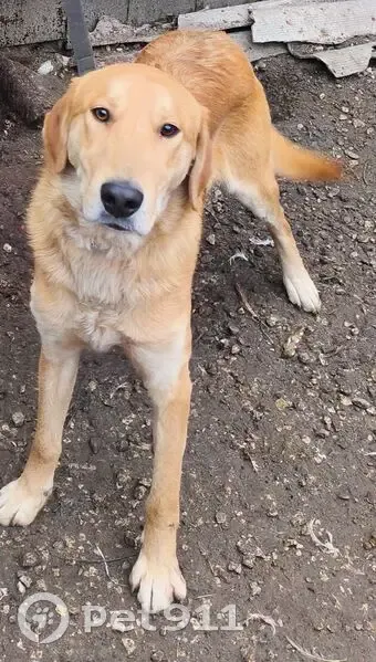 Пропала рыжая собака, Чувашия - photo