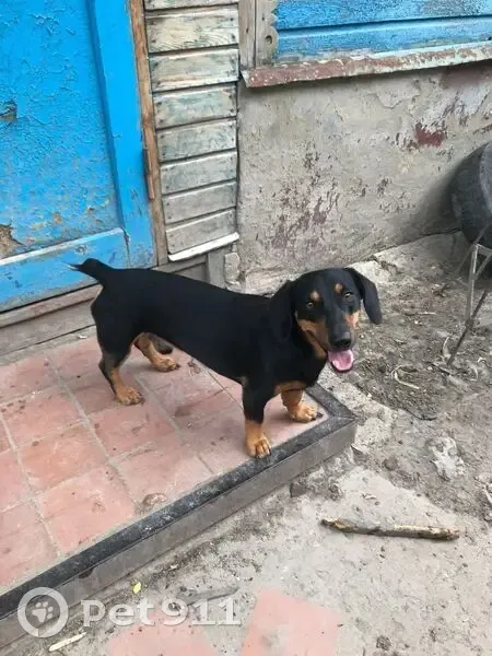 Пропала собака, Варваровка, Белгородская обл. - photo