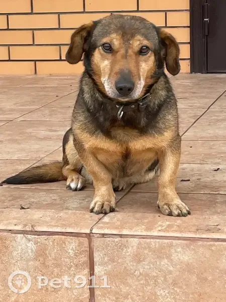 Пропала собака, Белгородская обл. - photo