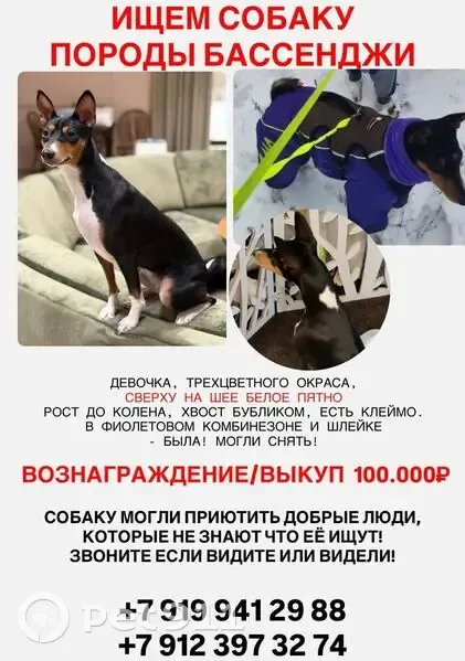 Пропала триколор собака, Тюменская обл. - photo