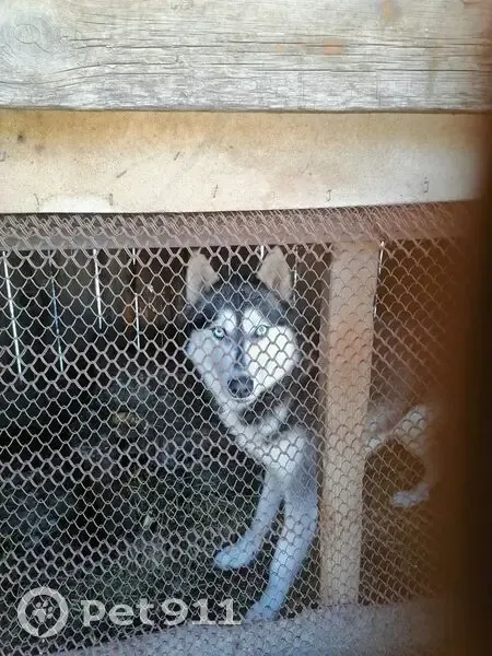 Пропала хаски, ул. Челюскинцев 36, Карпинск - photo