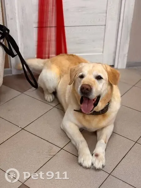 Пропала собака Тихон, Ардонь, ул. Северная - photo